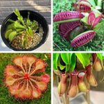 3 Mix of Green, Red Fly Trap Live Plants and Pitcher Plant Nepenthes, Exotic Tropical Collection, Starter Size, Each Type One Plant