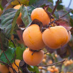 Persimmon Tree Seedling, Fruit Tree, 1-2 Ft Tall