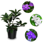 Sets 2 Change Color Live Brunfelsia Plants 5-8" Tall - Yesterday Today Tomorrow Flowering Shrub for Indoor and Outdoor, Multi-Colored Flowers
