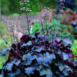 2-Pack Live Heuchera Coral Bells Plants, Deep Purple to Pink or Reddish-Brown Leaves, Vibrant Indoor Outdoor Planting