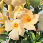 Set of 2 Mandevilla Live Plants, Apricot Mandevilla Flower Plants, 4 to 6 Inches Tall Garden