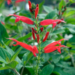 Live Pineapple Sage Plant, Red Flowers for Garden, Long-Lasting Blooms, 5-9 Inc Tall