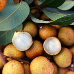 Live Longan Tree Plant, Sweet Longan Fruit Tree Starter for Home Garden, 5-8 Inch Tall
