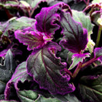 2 Gynura Aurantiaca Purple Passion Plants Live, 4-9 Inch Tall, Purple Passion Velvet Plants Live House Plant to Grow