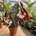 Polka Dot Begonia Plant Live 4-6 Inches, Starter Begonia Well Rooted, Colorful Foliage Plant for Indoor Decor and Patio Pots