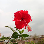Red Hibiscus Plant for Outdoor Planting, Hardy Hibiscus Flowers Colorful Blooms, Hibiscus Plant for Grow, 5-7'' Tall