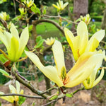 Magnolia Tree Live Plant 6 to 12 Inch Height, Fragrant Magnolia Plant Live to Grow, Magnolia Bush Flowers (Yellow Magnolia)