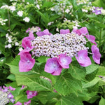 Hydrangea Plant Live Tree, Blue Purple to Pink Color Bloom, 5-10" Well-Rooted Hydrangea Shrub Bush for House Planting Outdoor, Dormant