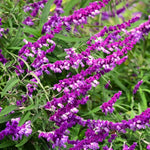 3 Sage Salvia Plants Live, Perennial Flowering Bushes, Blooms, 4-8 Inch Tall