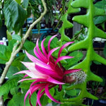 Fishbone Cactus Live Plant in 4'' Pot, Pink Epiphyllum Flower Cactus Houseplant Well Rooted, Unique Trailing Succulent for Planting