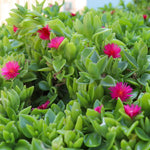 Delosperma Ice Plant Live in 4'' Pot, Hardy, Low-Maintenance Flowering Succulent Groundcover for Outdoor Gardens and Containers (Red Ice Plant)