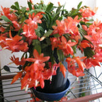 Live Orange Christmas Cactus Live Plant 4–6 Inches Tall, Winter Blooming False Thanksgiving Cactus Well Rooted, Flowering Houseplant for Home and Office