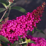 2 Vibrant Buddleia Butterfly Bush Plants Live, Butterfly Bushes Plant for Outdoor Garden, 5 to 9 Inch Tall Perennial Coloful Flowers Plant, No Pot (Raspberry)