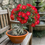 02 Red Desert Rose Live Plants, Starter Adenium 3-6 Inches Tall, No Pot, No Flower, Tropical Flowering Succulent Plants for Indoor Outdoor Growing