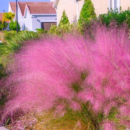 2 Muhly Grass Plants Live, 5-9 Inch Tall Hardy Ornamental Grass Live Plants for Landscaping and Borders (Mixed Muhly Grass)