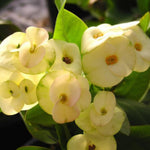 Crown of Thorns Plant Live, Euphorbia Milii Succulent Live Plant, 4-8 Inch Tall Flowering Houseplant with Year-Round Blooms, No Pot (Yellow Crown of Thorns)
