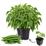 Live Green Bean Plant, Bean Bush Plants, 3-5 Inches Tall