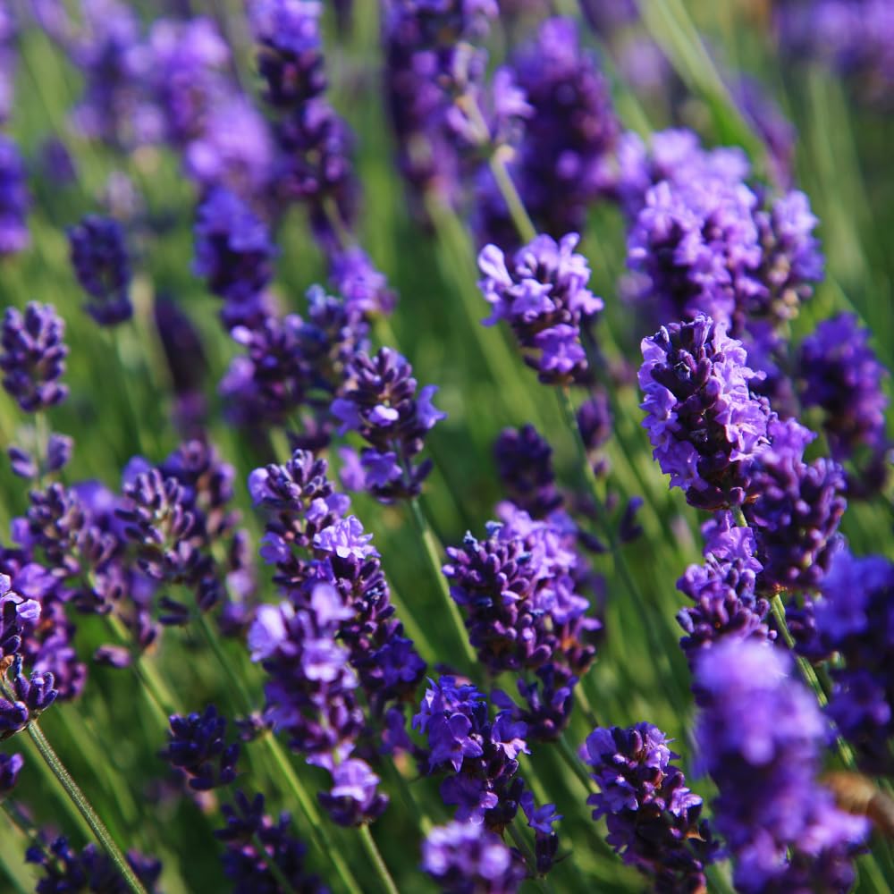 Set 2 Phenominal Lavender Plants Live, Lavender Flower Plant, 5 to 7 Inc Tall Gardening Indoor Outdoor