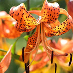 10 Turks Cap Lily Bulbs Roots, Tiger Lily Flower Root Plant, No Leaf, Well Rooted Ready to Plant, Summer Bloom, Orange Flower Live Plant