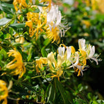 Pack 4 Fragrant Honeysuckle Bushes Live, Hardy Flowering Lonicera Shrubs, Honeysuckle Rooted Cuttings, Bareroots