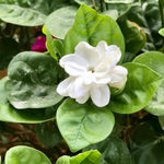 Jasmine Live Plant 4–8″ Tall, Jasmines Flower Vine, Fragrant White Blooms, Outdoor or Container Growing (Orleans Jasmine)