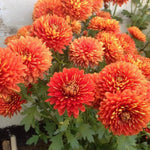 2 Orange Chrysanthemum Plants Live, Mums Plants Live, Chrysanthemum Flowers Perennials for Zone 6