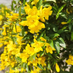 3 Yellow Carolina Jasmine Plants Live, 5 to 7 inches Long, Yellow Starter Climbing Jasmine Vines Plant Bare Root Flowers for Hedges Planting