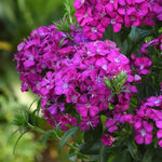 Set 4 Mixed Dwarf Dianthus Perennial Plants Live, Dianthus Live Plants for Outside Planting, Pink White Red Dianthus Color, Dianthus Flower Plant Live, Zones 3 to 9