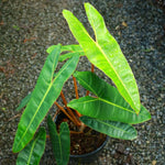Philodendron Live Plant, Rare Variegated Houseplant 5-8 Inch Tall, Indoor Live Plant for Home or Office Decor, No Pot (Long Green Philodendron)