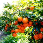 Valencia Orange Tree Live Plant 1.5-2 Ft Tall in 1 Gallon Pot, Citrus Fruit Tree for Patio Containers, Backyard and Indoor Growing