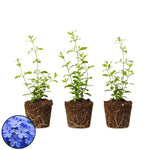 3 Blue Plumbago Plants Live, Plumbago Flower Live Plants, 4 to 6 Inc Tall, Tropical Shrub Plant