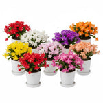 2 Mixed Christmas Cactus Plants, Thanksgiving Cactus 3-6 Inch Tall, Winter Succulents Flowers Container Hanging Basket Indoor Outdoor Planting