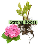 Hydrangea Plant Live Tree, Change Color Bloom, Well-Rooted Hydrangea Shrub Bush for House Planting Outdoor (Dwarf Double Petals Pink White to Purple)