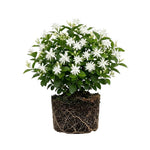 Belle of India Jasmine Live Plant –Arabian Jasmine White Flower Vine, Fragrant Indoor & Outdoor 4-6” Tall Decorative Plant, Sweet Fragrance