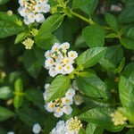 Live Lantana Plant, Perennial Lantana, Vibrant Flower Colors, 4 Inch Pot for Indoor or Outdoor Planting (White Flowers)