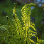 5 Ostrich Fern Rhizomes for Planting, 4 to 6 Inc Tall