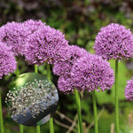 3 Allium Bulbs for Planting, Purple Ornamental Flower Bulbs, Allium Flower Bulbs for Garden Beds, Borders, Rock Gardens or Landscape Planting