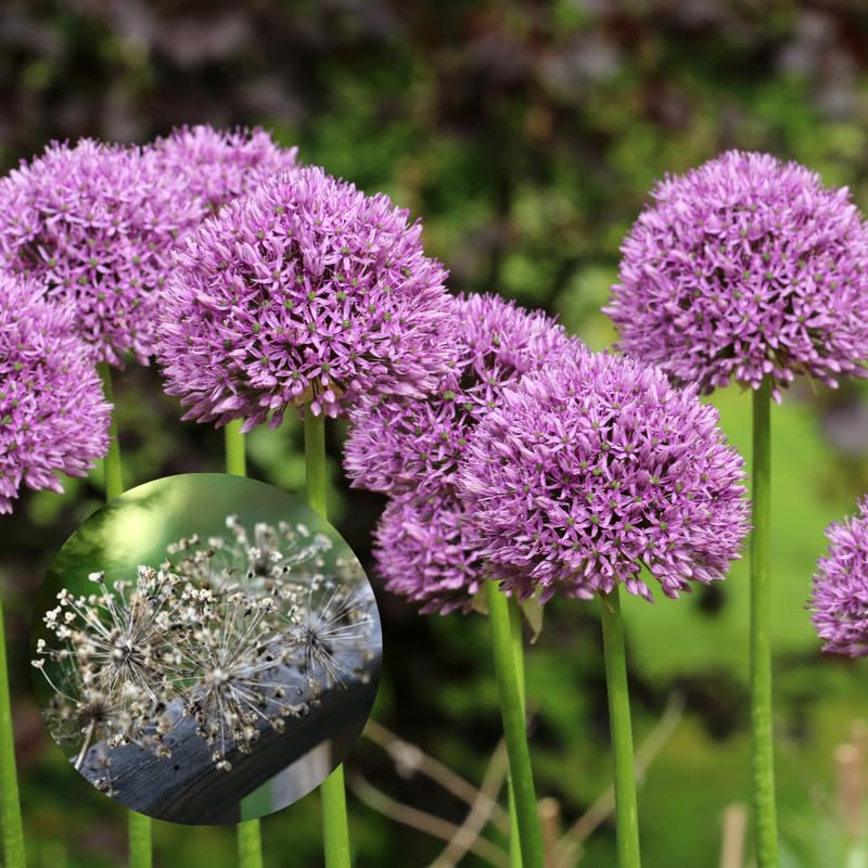3 Allium Bulbs for Planting, Purple Ornamental Flower Bulbs, Allium Flower Bulbs for Garden Beds, Borders, Rock Gardens or Landscape Planting