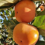 Persimmon Fruit Tree Live Plant, Hardy Persimmon Tree Live Plant for Planting Outdoors, 7 to 10 Inc Long