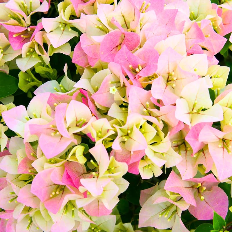 2 Double Delight Bougainvillea Plants Live, Flowering Bougainvillea Vine 4-8 Inc Height, Climbing Plant for Outdoor Garden and Trellis
