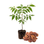 Pecan Tree Live Plant, Outdoor Garden Nut Tree, 1-1.5 Ft Tall