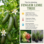 Red Finger Lime Citrus Tree Live in 1 Gallon Pot, Rare Lime Fruit Tree for Patio, Container Garden and Outdoor Growing, 1-2 Feet Tall