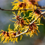 Pack 2 Witch Hazel Trees Live Shrubs Plant in Quart Pot, Yellow Flowering Bushes Live Plants, Witch Hazel Plants Tree for Planting
