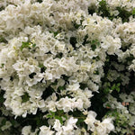 Bougainvillea Tree Live Plant, 5 to 9 Inches Tall, Outdoor Landscaping Trailing Flowering Vines for Trellis, Spring Garden (White)