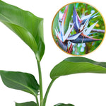 Bird of Paradise Live Plant, Strelitzia Reginae Plant Live Tropical Perennial Blooming, Houseplant Decor Indoor Outdoor (White)