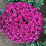 3 Hardy Chrysanthemum Plants Live, Purple Mums Plants Live, 5 to 7 Inc Tall, Chrysanthemum Flowers Perennials Gardening Outdoor