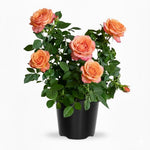 Rose Live Plant, Roses Flower Plant, Fragrant Flower for Planting, 4-6 Inches Tall, Bush Shrub Plants, Well Rooted, Ready to Grow (Orange Rose)
