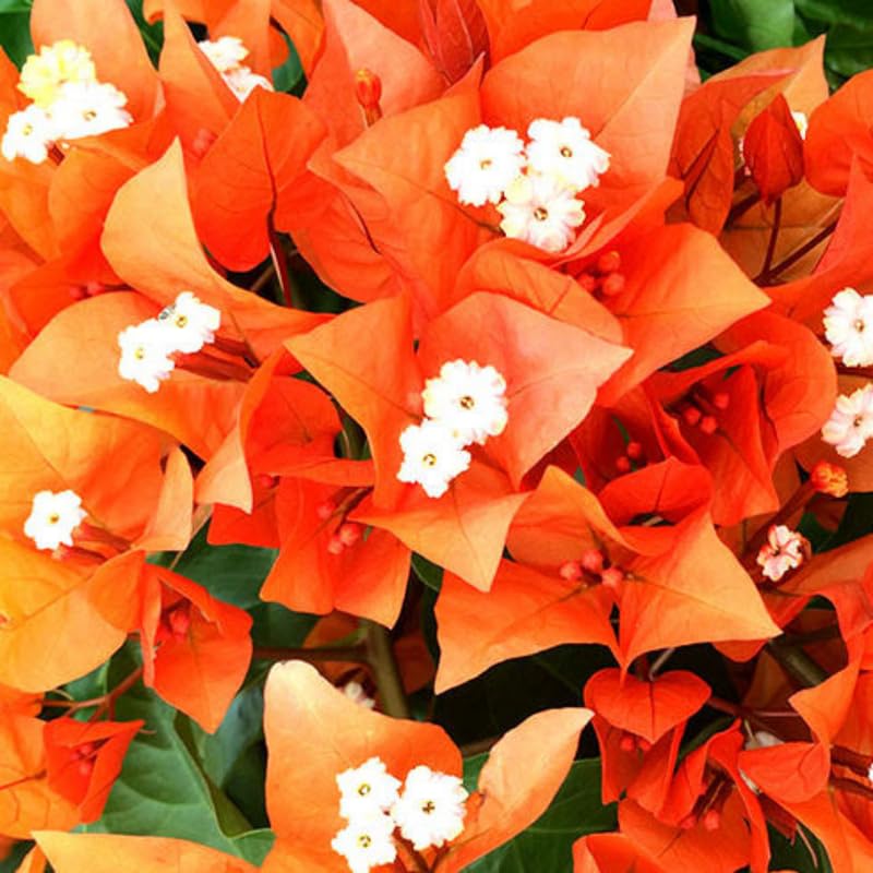 3 Bougainvillea Vine Plants, Bougainvillea Plants Live for Outdoor Landscaping and Containers, 4-7 Inch Tall Well-Rooted, No Pot (Orange Bougainvillea)