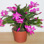 Live Pink Christmas Cactus Live Plant 4–6 Inches Tall, Winter Blooming False Thanksgiving Cactus Well Rooted, Flowering Houseplant for Home and Office