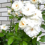 Climbing Roses Live Plants, Rose Bushes Ready to Planting, No Pot, Cut Back, Well Rooted, 6-8 Months Old (White)
